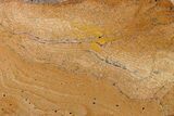 Polished Strelley Pool Stromatolite Slab - Billion Years Old #273567-1